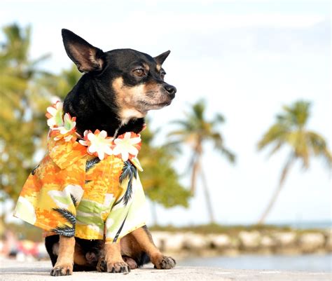 Pet Insurance in Hawaii | 5 Best Companies for 2020