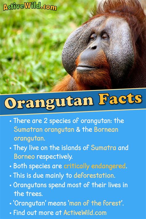 Orangutan Facts Pictures Video And Information Discover A Critically