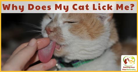 Why Does My Cat Lick Me What Does It Mean When A Cat Licks You Raising Your Pets Naturally