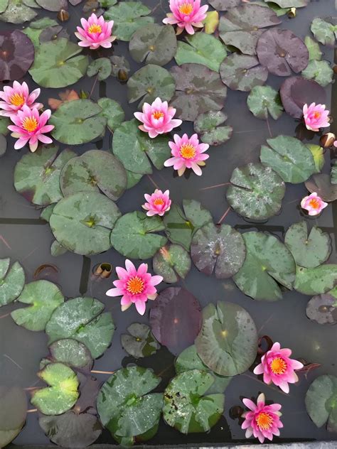 Nymphaea Mrs Richmond Pink Water Lily Pond Plant Growers Direct