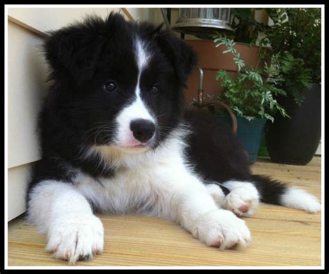 37 Cute Puppies Border Collie Pic Bleumoonproductions