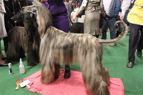 However, there's no need to worry! AFGHAN HOUND PUPPIES FOR SALE. PUPPIES FOR SALE