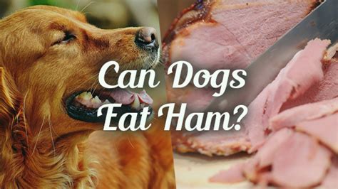 Ham and bacon have one thing in common: can i give my dog ham | Pet Consider