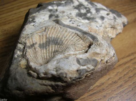 Fossil Sea Shell Limestone Fossils Fossil Sea Shells