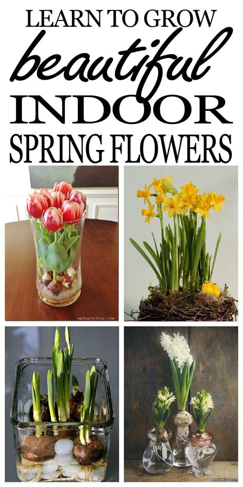 Learn To Plant Potted Bulbs Indoors And Force Them To Flower For