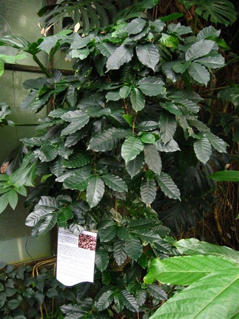 Wild coffee is a native shrub that makes a versatile addition to the landscape. Houseplants Coffee Plant: How To Grow Coffee Plant