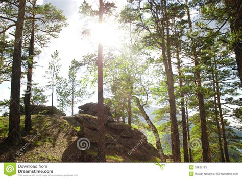 Coniferous Forest Stock Image Image Of Park Daylight 39827193