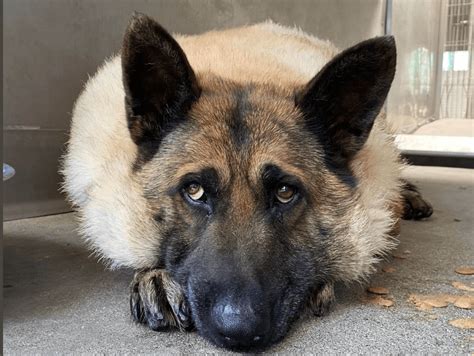 Shockingly Obese Shepherd Taken In As A Stray At California Shelter