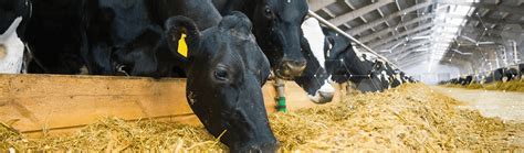Improving Feed Efficiency In Dairy Cows Boosts Dairy Sustainability