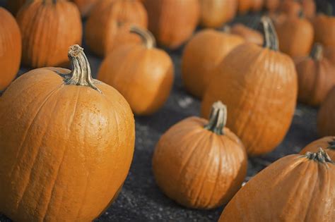 How To Store Homegrown Pumpkins After Harvest Gardeners Path