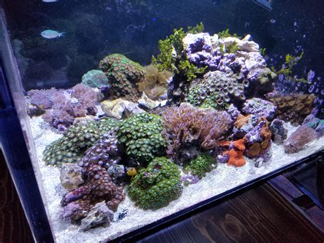 30 Gallon Reef Tank Rreeftank