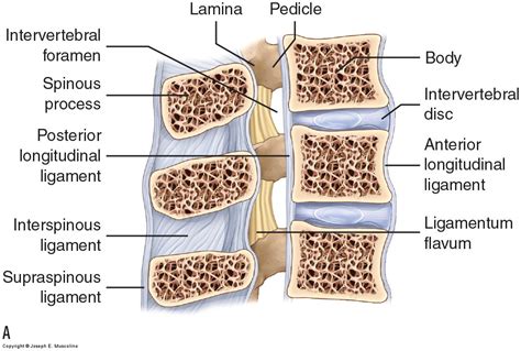 Ligaments Of The Lumbar Spine And Pelvis