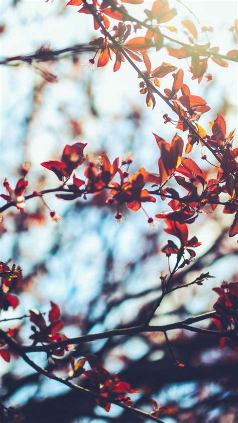 Free Download 8 Free Autumn Inspired Iphone 7 Plus Wallpapers Preppy