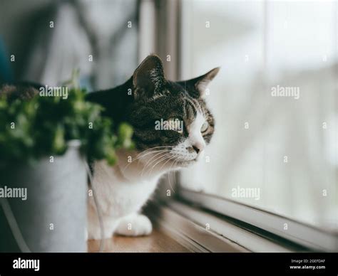 Cat By The Window Stock Photo Alamy