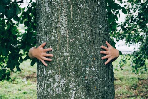 Child`s Hands Hugging Tree Stock Photo Image Of Conservation 156130626