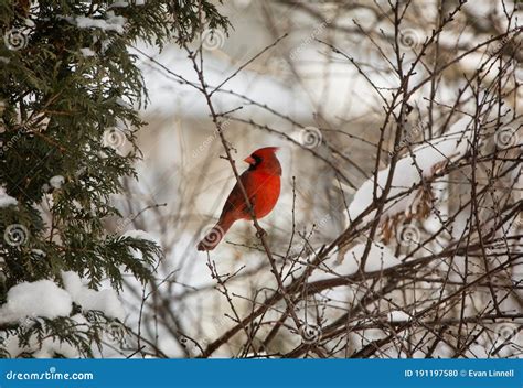 Northern Cardinal On A Snowy Branch Stock Photo Image Of People
