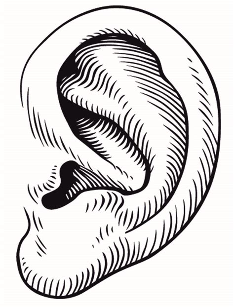 Ear Clipart Black And White Free Download On Clipartmag