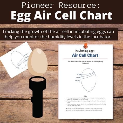 Egg Air Cell Chart For Incubating The Pioneer Chicks