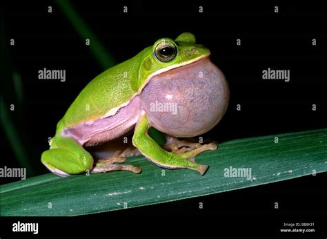 Tree Frog Rhacophorus Arvalis Inflated Vocal Sac Courtship