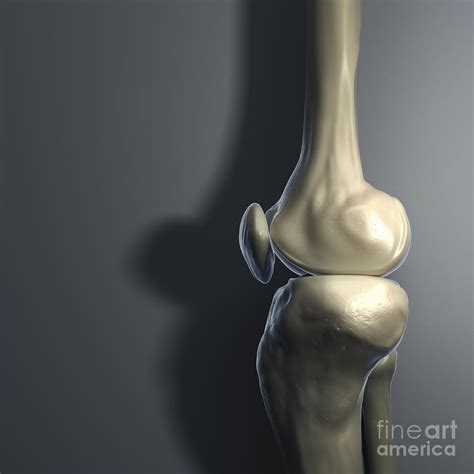 Knee Bones Photograph By Science Picture Co Pixels