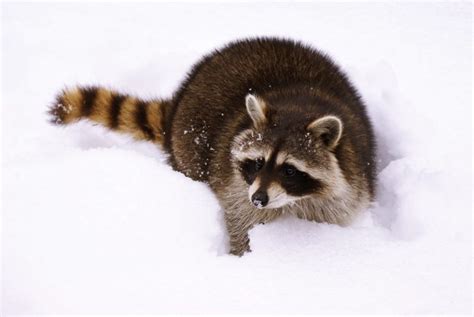 Do Racoons Hibernate Guide To The Habits Of Raccoons