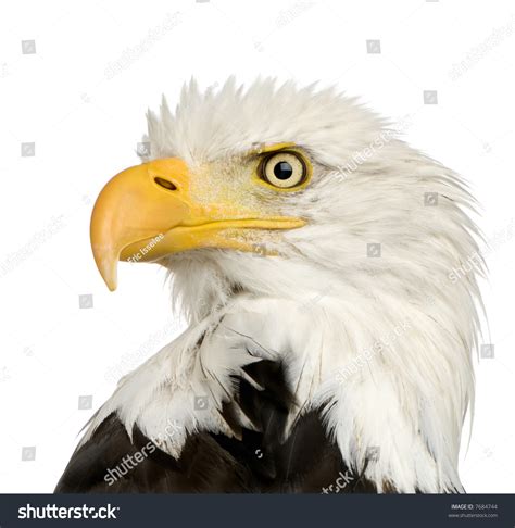 Bald Eagle 22 Years Haliaeetus Leucocephalus In Front