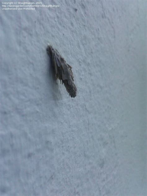 Insect And Spider Identification Stuck All Over Outside Wall What Bug