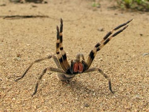 Encontre fotos de stock de alta qualidade que você não acha em nenhum outro lugar. No bosque de Rio Preto, o rei na preferência dos ...