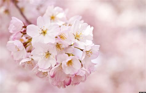 Cherry Blossoms History Behind The Bloom Huffpost