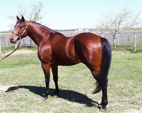 Tons of awesome quarter horse wallpapers to download for free. Quarter Horse Wallpaper - WallpaperSafari