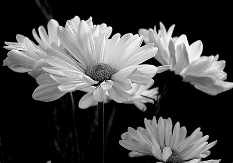 Black And White Macro Flower Photography