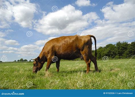 Cow Eating Grass Stock Photo Image Of Livestock Look 9152526