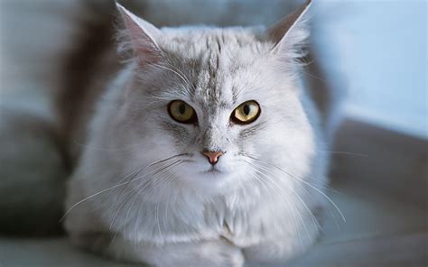 1920x1080px 1080p Free Download Gray Fluffy Cat Cute Animals Pets