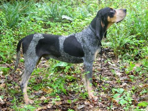 Coonhound puppies, kennels, products and services for sale. black and tan coonhound photo | ... Coonhound Puppies ...