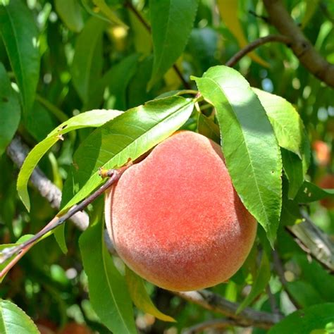 Elberta Peach Tree Care And Growing Complete Guide