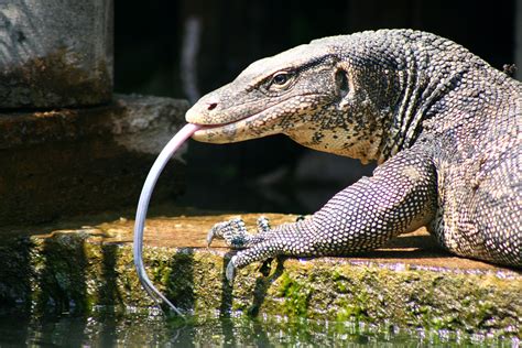 Asian Water Monitor Varanus Salvator Monitor Lizard Water Monitor