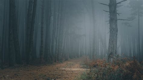 Forest Trees Darkness Fog 4k Hd Wallpaper