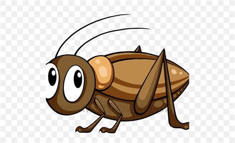 Clip Art Insect Vector Graphics Cricket Png 500x500px Insect