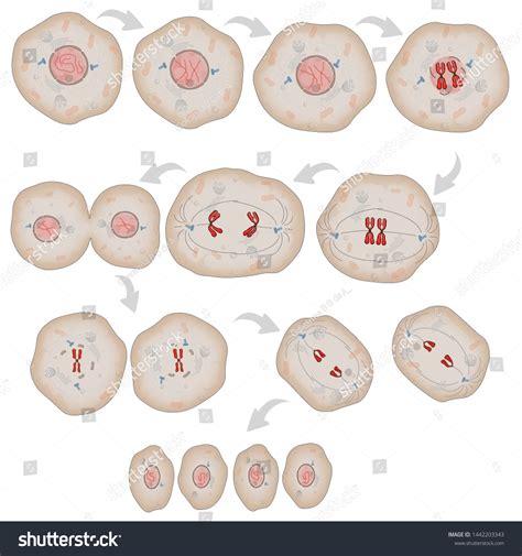 Cell Division Like Meiosis Several Fases Stock Illustration 1442203343