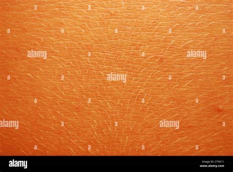 Human Skin Texture Stock Photo Alamy
