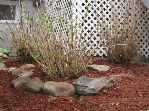 Franks Garden Talk Transplanting Hydrangeas Basic Shrub