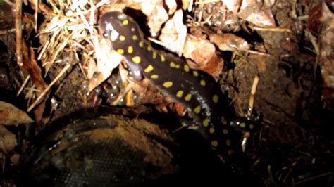 Spotted Salamander Ambystoma Maculatum Breeding Migration Part One
