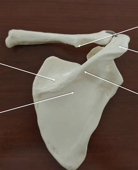 Scapula And Clavicle Posterior Diagram Quizlet
