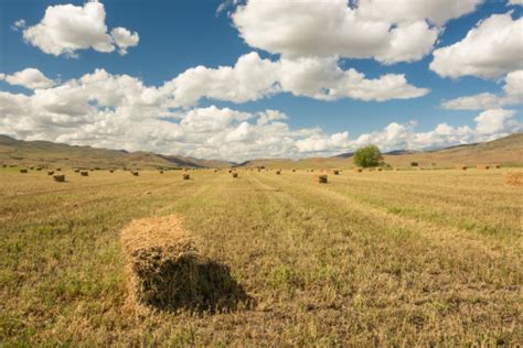 Golden Harvest Of Staw Or Hay With Blue Sky Overhead Stock Photo