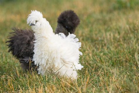Ways How To Tell Male And Female Silkies Apart Chicken Chicks Info