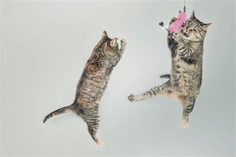 Jumping Cats Royalty Free Hd Stock Photo And Image