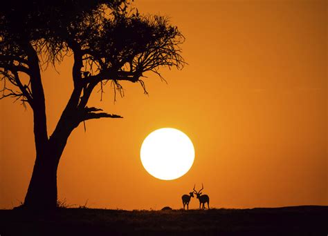 African Sunset Trendige Fototapete Photowall