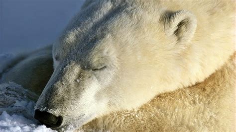 Wallpaper Polar Bear In Sleep 1920x1200 Hd Picture Image