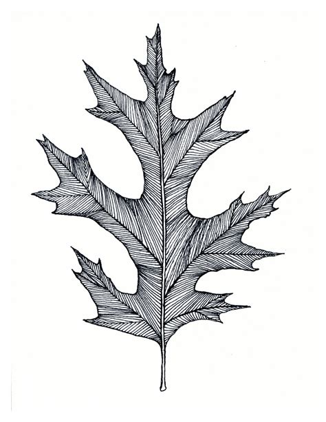 Oak Leaf Print Of Original Black Or Green Pen And Ink Drawing