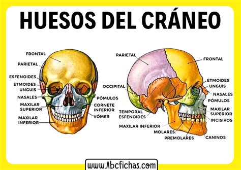 Los Huesos De La Cabeza Abc Fichas